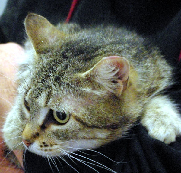 Pets of the Week: Heather